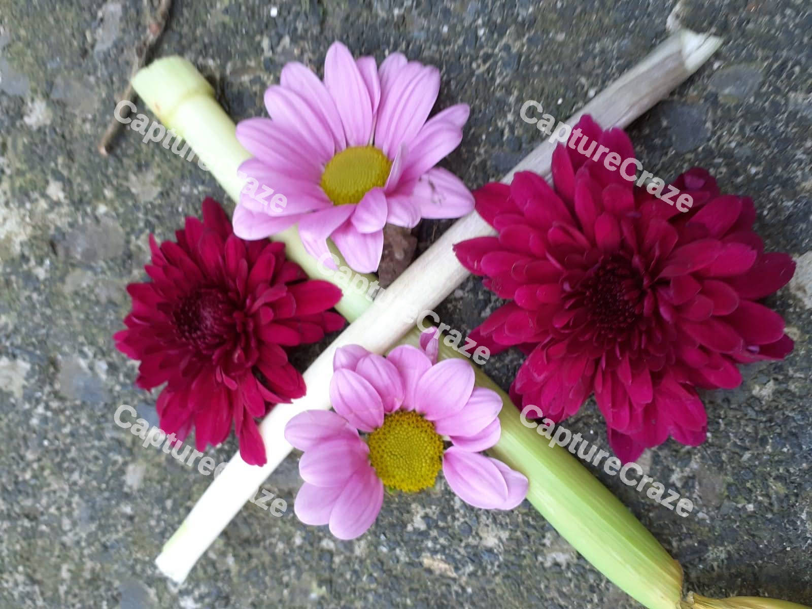 Daisy And Flowers